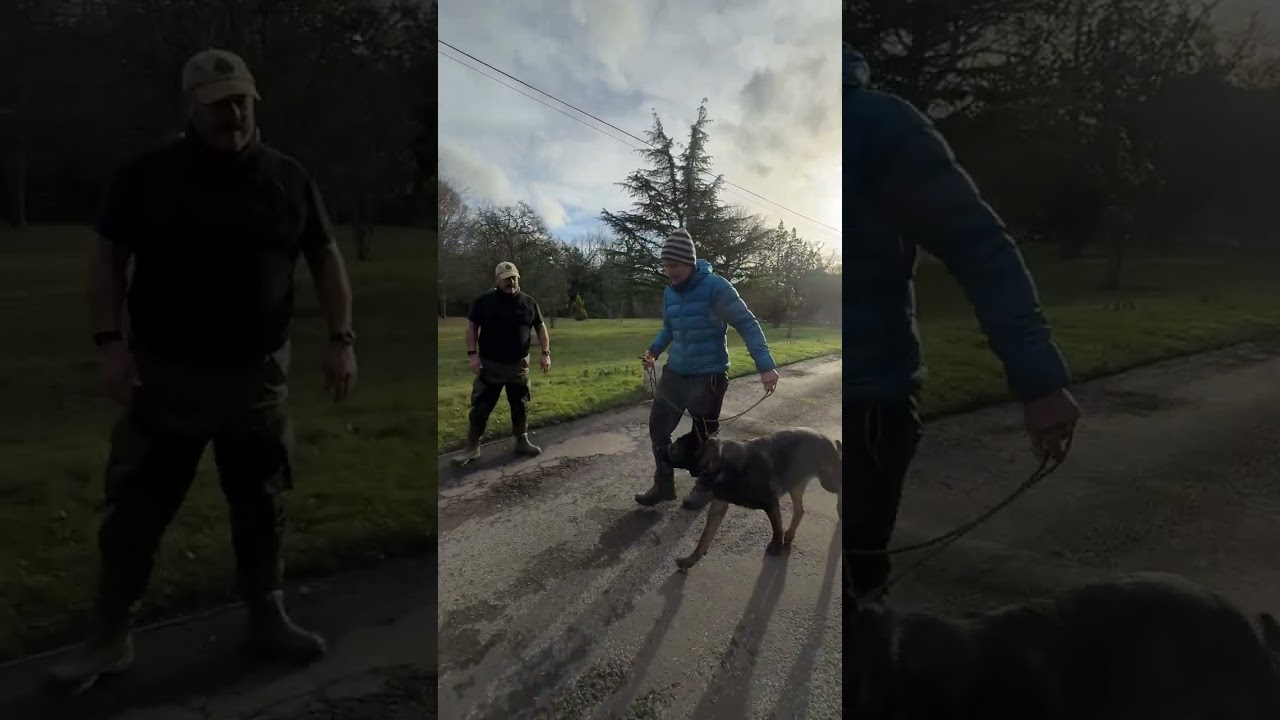 Car reactivity with German Shepherd