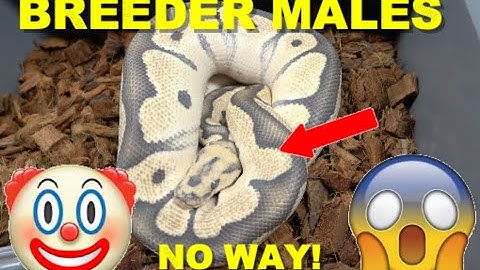 $11,000 Enhancer Clown Het G-Stripe! Breeder Ball Python Males