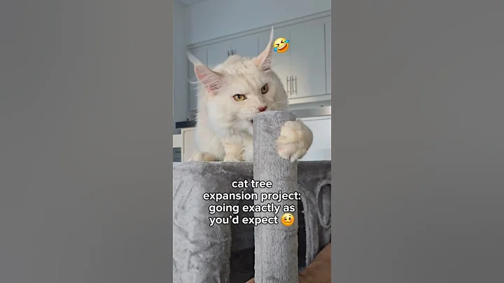 Video 11351541: mainecoon cat, catlovers kitten cats catlife, kittens cutecat catlife catlover