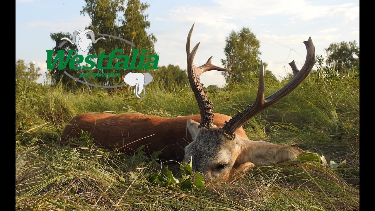 Jagd auf sibirischen Rehbock in Kasachstan - YouTube
