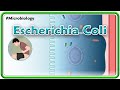 Escherichia coli (E. coli) Animation | Microbiology USMLE Step 1