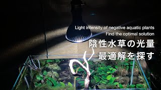 水槽「最終値下げ」即決者優先 60センチ水草水槽立ち上げ21（水槽立ち上げから37日経過） | アクアお