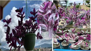 Tradescantia Nanouk propagation || Nepali gardener @beinghappy2596  #plantlover #propagation