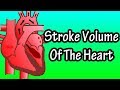 What Is Stroke Volume Of The Heart - Stroke Volume Variation - Stroke Volume And Heart Rate