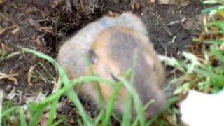 A pocket gopher videotaped at sycamore park in highland los angeles.
we fed it popcorn and romaine lettuce, but as you can see enjoyed the
lawn be...