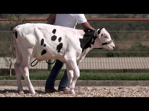 LOTE 16   REGISTRO 0215