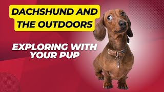 Dachshund and the Outdoors: Exploring with Your Pup by Sweet Dachshunds 44 views 5 months ago 1 minute, 53 seconds