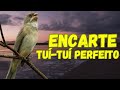 Encarte Tui Tui perfeito para ensinar coleiro e papa capim pardo