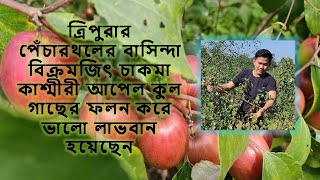 Tripura Youth Cultivated Kashmiri Apple Ber and earned a good profit | Tripura News