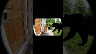 The bear scared the dog #funny #cute #capcut #cat