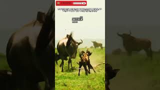 🐾Savage Hunt vs Mother’s Courage: Battle for Survival #wildlife #nature #animals #safari #predators