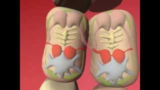 Dipylidium Caninum The Life Cycle Of The Dog Cat Tapeworm