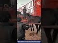 Smart Machine Heavy Duty Forklift to Lift Donkeys Safely Onto Transport Trucks