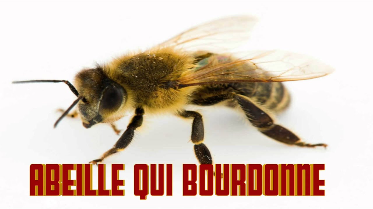 TÉLÉCHARGER BRUITAGE ABEILLE GRATUIT BRUITAGE ABEILLE GRATUIT TÉLÉCHARGER