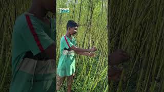 Jute Making from Scratch/ ചണം ഉണ്ടാകുന്നത് കണ്ടിട്ട് ഉണ്ടോ / Kolkata