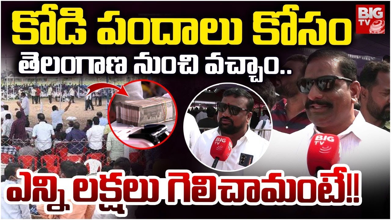 Eluru Kodi Pandhalu | కోడి పందాలు కోసం తెలంగాణ నుంచి వచ్చాం.. ఎన్ని లక్షలు గెలిచామంటే!! | BIG TV