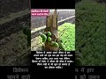 #ekmotahathighumechala viralvideo #viralshorts #motivation मुंह देखब ना समाज के