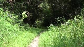 夏18度C羅山林道南線秘境-2012-0708