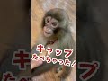 飼ってる子猿の口から変な音がする… #shorts