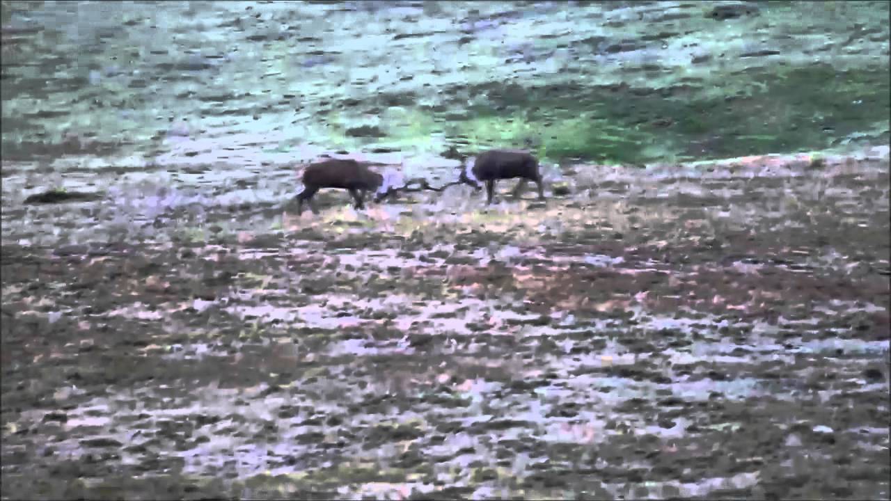 lucha venaos en la reserva de saja: Natur Cantabria - facebook