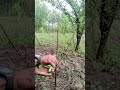 #PeachPruning#PeachTreeCare#FruitTreePruning#GardeningTips#OrchardLife#FarmLife#PruningSeason