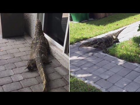 Massive Lizard Terrorizes Florida Neighborhood