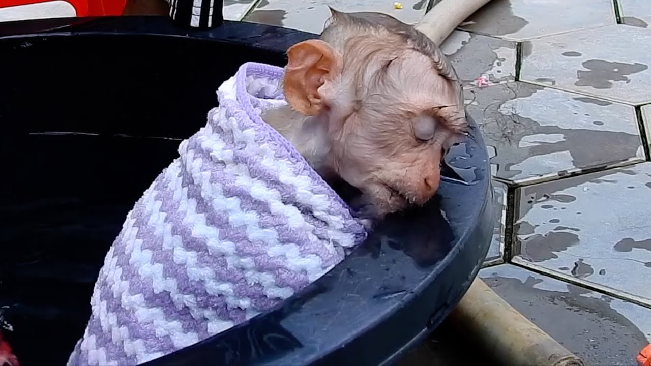 Monkey Jessi fall asleep in bathtub while taking bath
