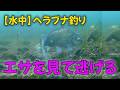 【水中】ヘラブナ釣り エサを見て逃げる