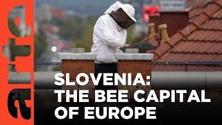 Slovenian Bee Culture | ARTE.tv Documentary