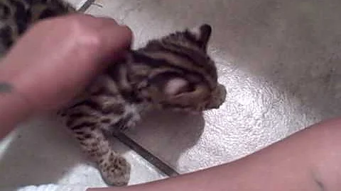 Video 5097511: baby asian leopard cat