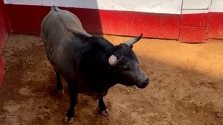 LA MÉXICO 2024 - 7ma corrida | Entorilamiento de los toros de Rancho Seco - Dom.10 de marzo