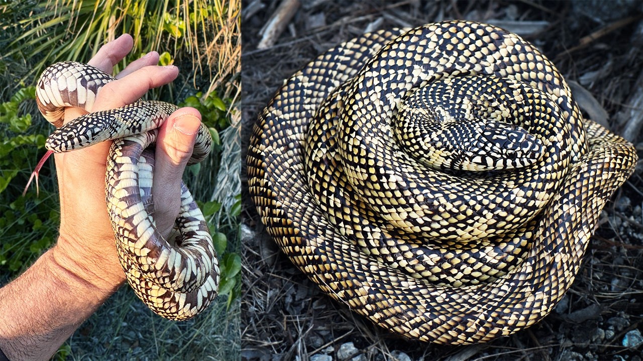 I Searched for this Snake for 10 YEARS - YouTube