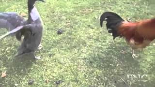 Animal Mating With Other Animals Animal Mating With Other Animals