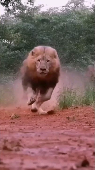Angry lions #shorts #feed #viral #video #lion #shortvideo #trending