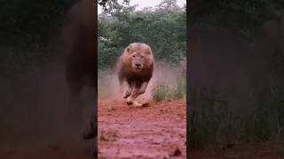 Angry lions #shorts #feed #viral #video #lion #shortvideo #trending