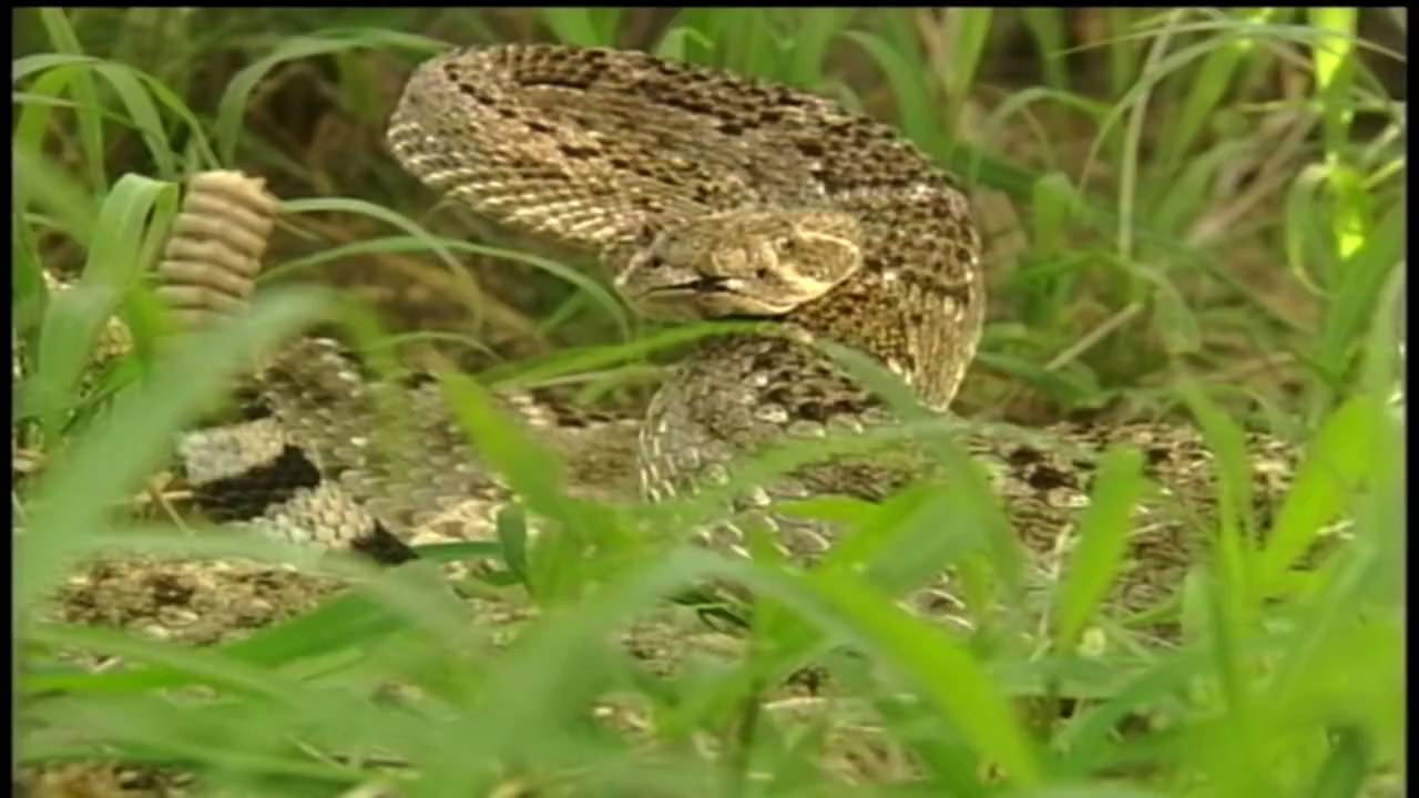How to Avoid Active Rattle Snakes, Survive Snakebite With Car Keys