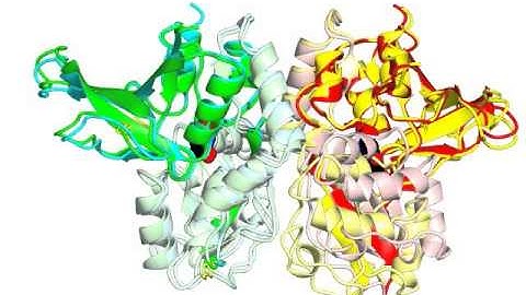 NMDA glutamate receptor, ligand binding domain