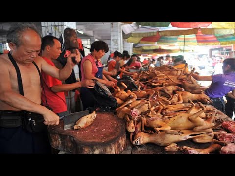 Video: Ley de prohibición del comercio de la carne de perros y gatos.