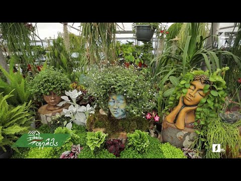 #არტიშოკი სტუდენტების მიერ შექმნილი ულამაზესი ორანჟერეა დიღომში