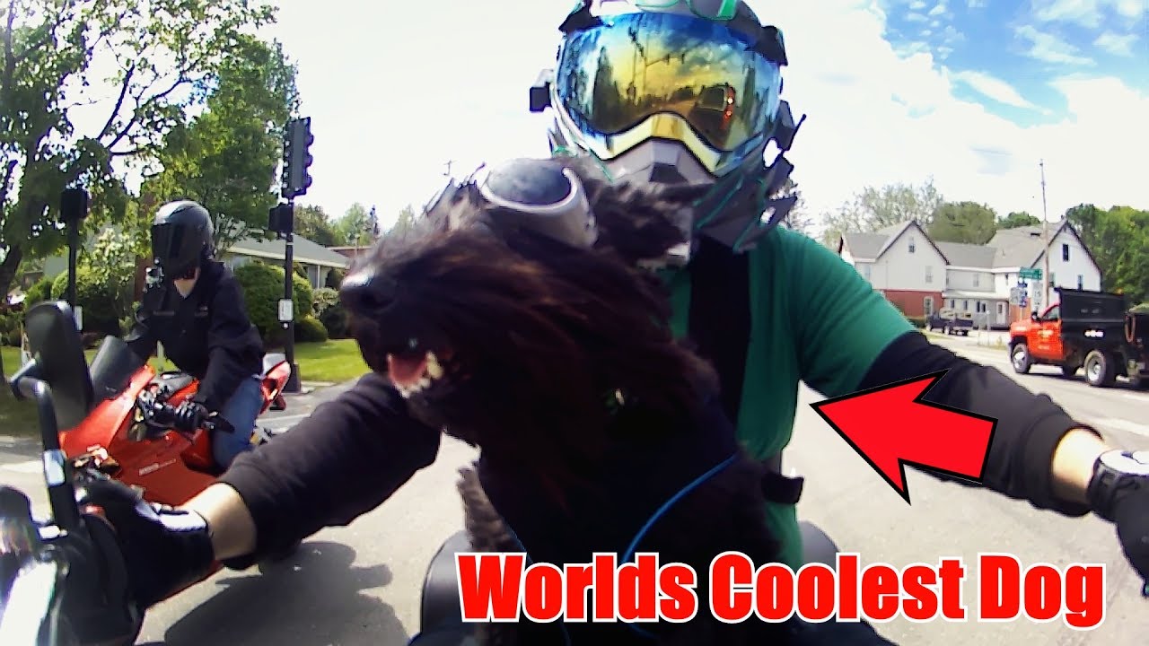 Worlds Coolest Dog Rides Motorcycle! (MotoMerlin 6) YouTube