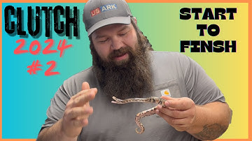 ball python clutch #2 eggs laid, eggs cutting, clutch review Start to Finish