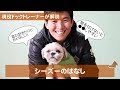 かわいいシーズーの話　どんな犬？飼い方？特徴は？現役ドックトレーナーの犬種紹介…