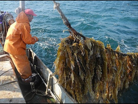 Морская капуста Как добывают водолазы