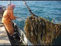 Морская капуста Как добывают водолазы