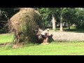 Hermen's Maple Tree Root Ball back in its hole