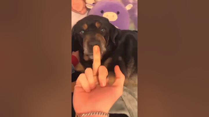 Other Dogs vs My Dog: The Finger Test 🐶 #shorts #dog #pomeranian