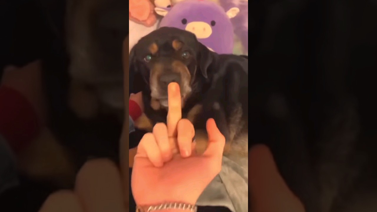 ⁣Other Dogs vs My Dog: The Finger Test 🐶 #shorts #dog #pomeranian