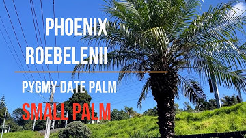Pygmy Date Palm Phoenix roebelenii  Small Palm Favourite and Very Low maintenance