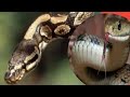 Fasirka Riyada Maska | Noocyadiisa iyo Qaababkiisa Kala duwan.    interpretation of snake dreams