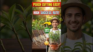 How to Grow Peach Tree from Cuttings at Home | Easy &amp; 100% Success Method